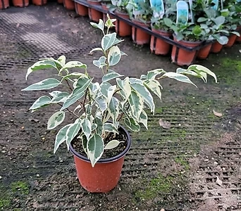 칼라벤자민 소품 관엽식물 15-25cm 28 1