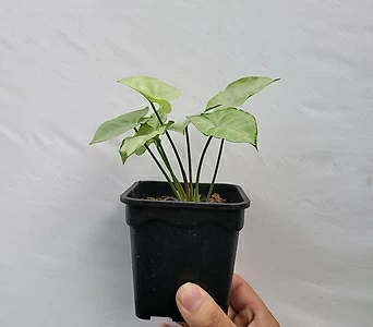 Syngonium podophyllum 10-25cm 95 1
