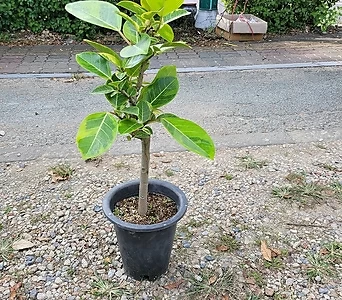 Ficus elastica 55-70cm 219 1
