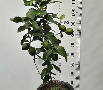 레몬나무(열매) 1