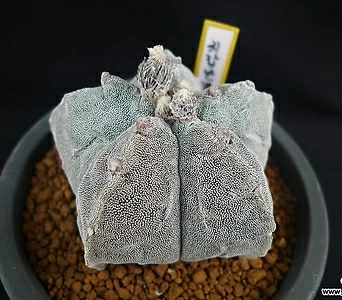 Haworthia truncata .(69) 1