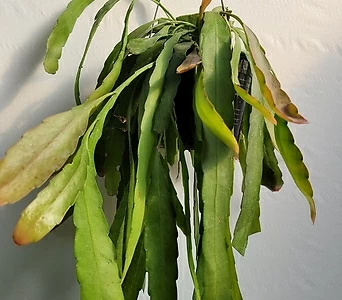 인기립살리스 루비 수입식물 행잉 50-70cm 125 1
