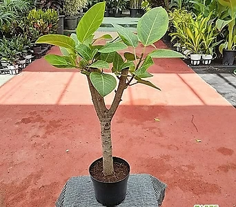 뱅갈고무나무中品벵갈고무나무  1