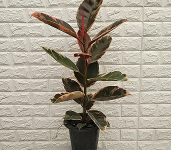 수채화 고무나무18 - 공기정화식물 1