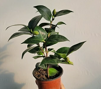 월동식물 블랙로즈 동백나무 야생화 소품 15-25cm 49 1