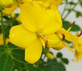 [진아플라워] 노오란 꽃이 피는 황호접 나무 중형  290 1