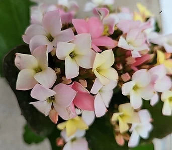 가랑코에 쓰리톤 (인기꽃식물) 1