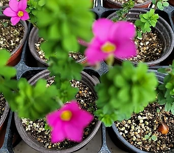 목사랑초 (짙한 핑크색 꽃이 피어 아이에요) 새로입고 1