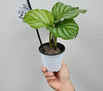 아쿠아플랜츠 물보충식물  명품식물  오르비폴리아 칼라데아  15-30cm 59 1