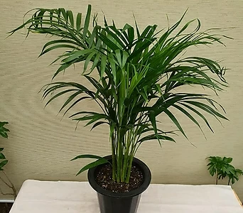 아레카야자(중) 공기정화 1위 식물 1