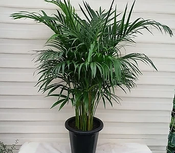 아레카야자(대) 공기정화 1위 식물 1