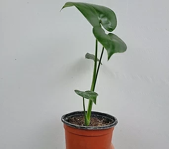 국내 1위인기식물 몬스테라 소품 10-25cm 22 1