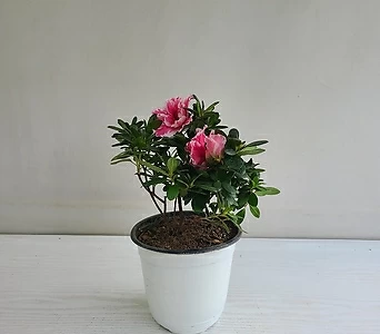 철쭉 핑크무늬 공기정화식물 반려식물 1