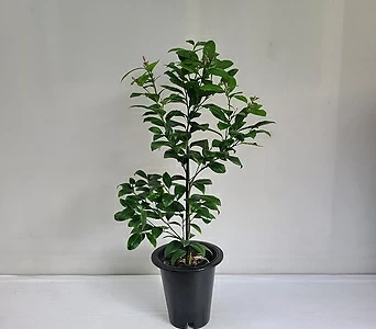 오렌지레몬나무 실내공기정화식물 반려식물 1