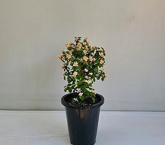 아앙무 사랑무 사랑목 무늬은행목 아악무 실내공기정화식물 반려식물 1