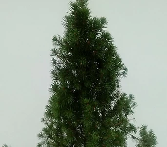 코니카가문비나무 1