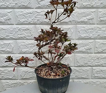 Rhododendron schlippenbachii 38 1
