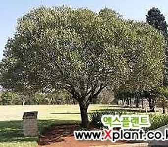 올리브나무 아르베키나 외목대 1.0M이상 18치사각포트  고급식물  반려식물  식용식물  꽃보러가자 1