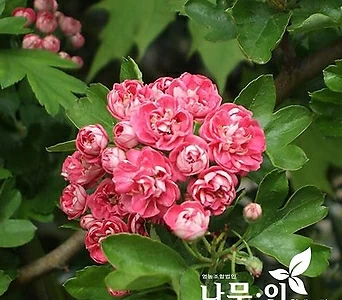 홍화산사 빨간꽃산사나무 묘목 1