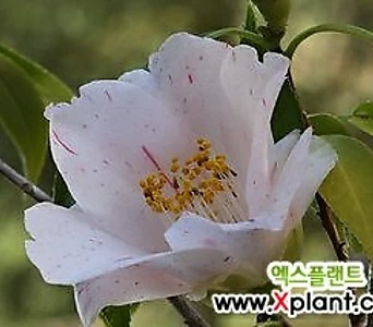 추바메가에시 - 동백나무 포트묘 ( 향 동백나무 / 일본동백 /조경수 / 묘목 ) - 엑스플랜트