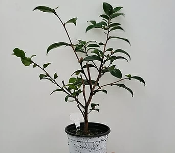 인기 고급동백 서향동백나무 중품 40-60cm 119 1