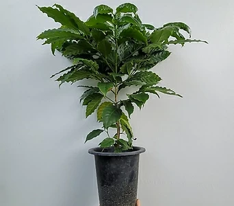대형 커피나무 아라비카커피나무 55-80cm 155 1