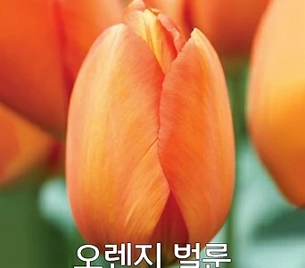 튤립구근 오렌지벌룬(5개) 1