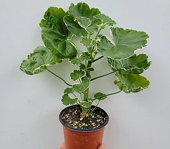 Pelargonium(Geranium) 15-30cm 45 1