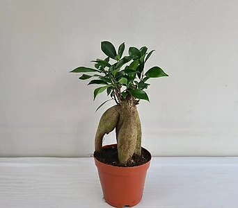 인삼펜다 공기정화식물 반려식물 1
