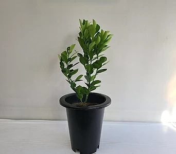유주나무 공기정화식물 반려식물 1
