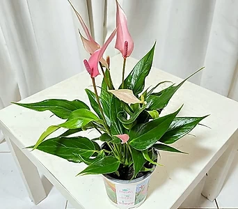 청년농부 핑크 깃털 안시륨 분홍색꽃 안시리움 이쁜꽃 소형식물 작은식물 키우기쉬운식물 1