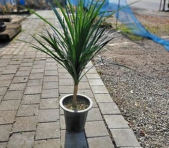 인기드라코 관엽식물 70-110cm 299 1