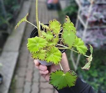 Begonia 10-25cm 79 1