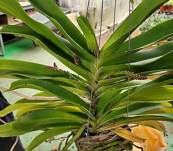 서양란링고기간티아알바 수입식물 공중식물 60-90cm 890 1