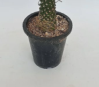 Euphorbia hypogaea  1