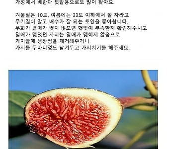 무화과 묘목 무화과나무 특묘 결실주 : 모종 - 엑스플랜트