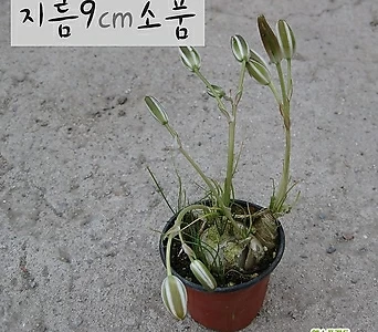 [허브여울다육] 프린시피스 (알부카/ 꽃에서 바닐라향 구근식물) 지름 9cm 소품화분 1