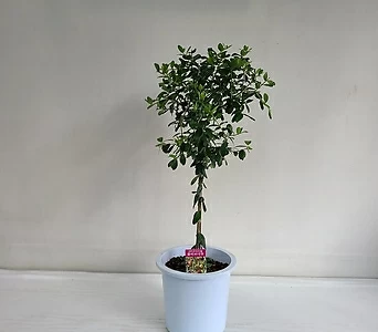 올리브나무 공기정화식물 반려식물 1