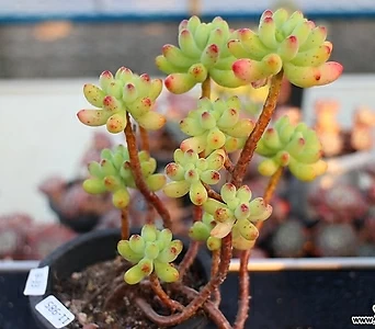 Sedum pachyphyllum 11-985 1