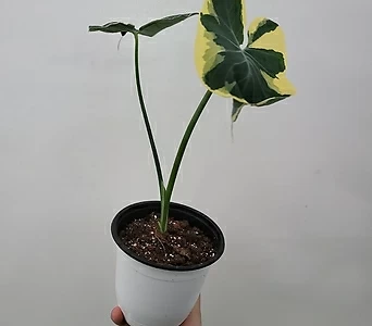 명품수입식물 산토소마 아트로비렌스 무늬종 15-35cm 249 1