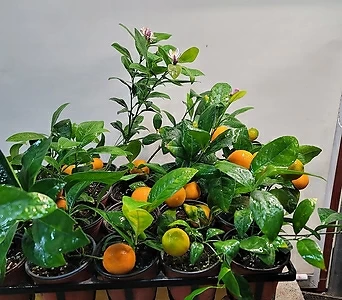 열매가 피고지고해요 레몬나무(농장직영) 재입고 오렌지레몬 1