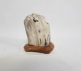 [신비의 돌] 나무 화석의 전설 (88번) 애완돌 키우기 1