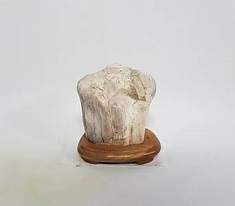 [신비의 돌] 나무 화석의 전설 (90번) 애완돌 키우기 1