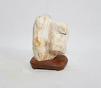 [신비의 돌] 나무 화석의 전설 (91번) 애완돌 키우기 1
