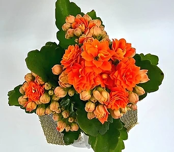 YOUNG GARDNE (영가든) 카랑코에 퀸로즈 오렌지 소품 묘목 아름다운 꽃과 대중적이며 인기가 많은 카랑코에 퀸로즈예요 1