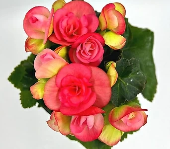 YOUNG GARDNE (영가든) 꽃베고니아 핑크 중품 묘목 아름다운 겹꽃이 피는 베고니아예요 홈인테리어로 인기가 좋아요 1