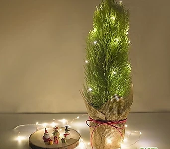 율마 중품 페이퍼커버 전구세트 크리스마스 집들이 선물 실내공기정화식물 1