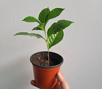 미니소형 커피나무 10-15cm 18 1