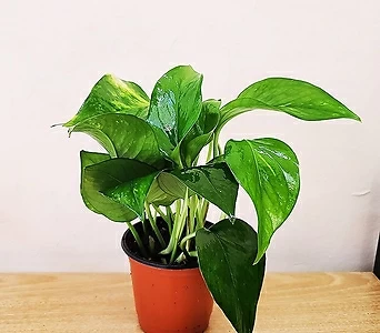 실내 공기정화식물 스킨답서스 수경식물 수경재배 행잉식물 넝쿨식물 소품 1