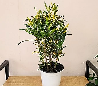 키우기 쉬운 실크로톤 바나나크로톤 공기정화식물 인테리어식물 1